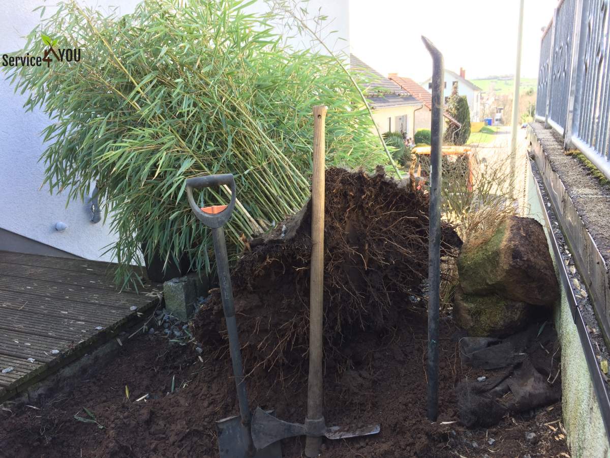 Entfernen von Bambus im Gartenbereich incl. Service4YOU